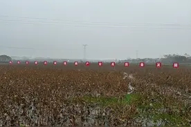 逐浪新闻|热销全国！湖北人都爱的洪湖莲藕卖爆了图片