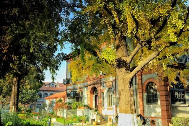 长宁最全银杏打卡点来啦，还有“宁宁”的私藏点位哦～【看“宁”的】