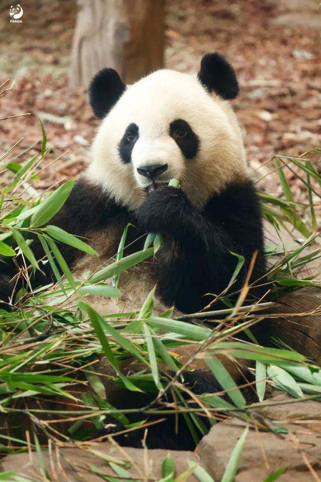 四川多个景区免门票！