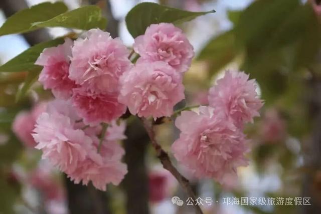 【冬季暖阳 凉山不凉】比春天先来的浪漫，是西昌的冬樱花