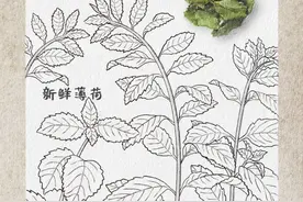 健康小站丨最近常觉得头昏脑涨、咽喉不适？不妨来杯薄荷清凉饮图片