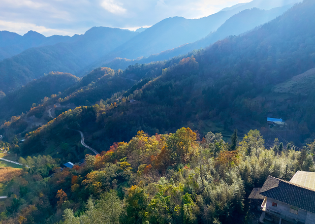 青睐绵阳 ‖ 云端公路 层林尽染！初冬驾游平武药丛山，限定版的视觉盛宴~