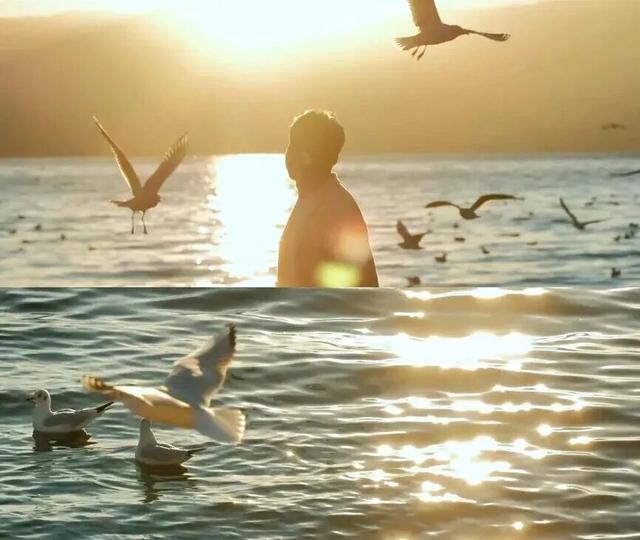 冬季不出河南来这里看海鸥，对19地居民免门票！