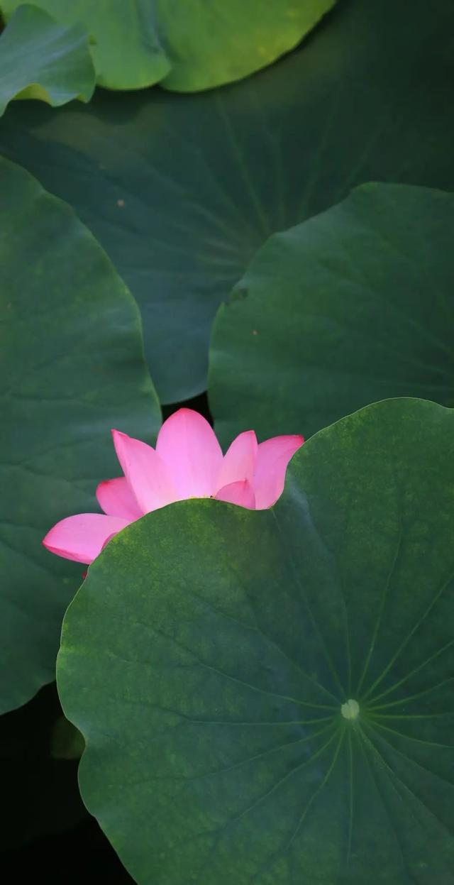 “荷”尔蒙爆表，这夏可好了！