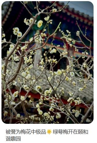 梅花盛放！京城“梅园”汇总来了