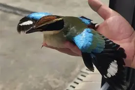 全球不到万只，“鸟中仙女”仙八色鸫在崇明获救助图片