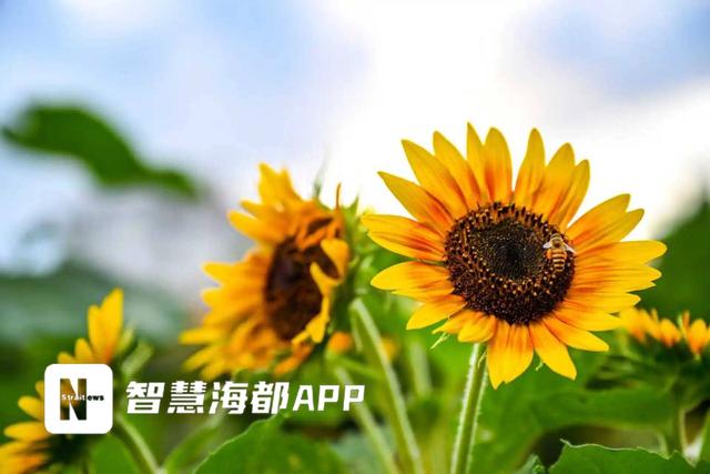 福州南山公园向日葵花海盛放