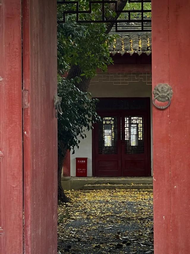 银杏落叶铺金毯，疁城暮秋韵未央