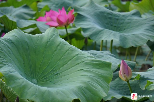弥勒：“荷叶田田”夏意浓