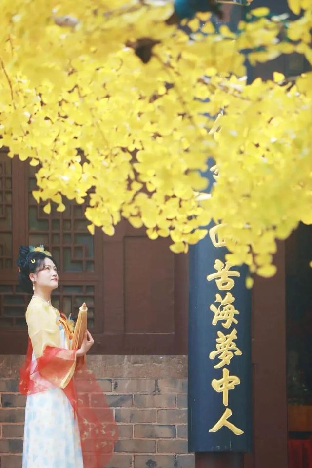 这是今天的千年银杏树，被太阳晒透！巨美！