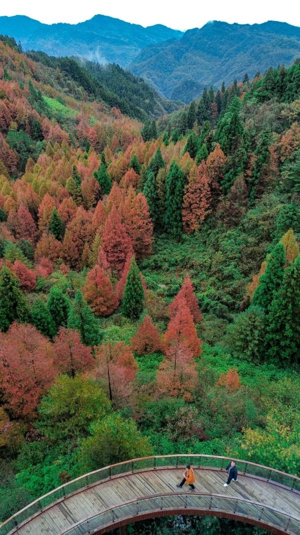 重庆秋色“天花板”火了！最快1小时飚拢！