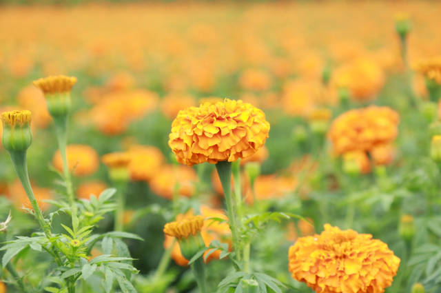 楚雄秋日告白：花基础，花海不基础