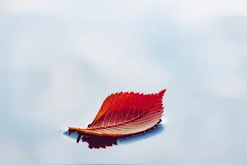 北北：秋日无袖图片