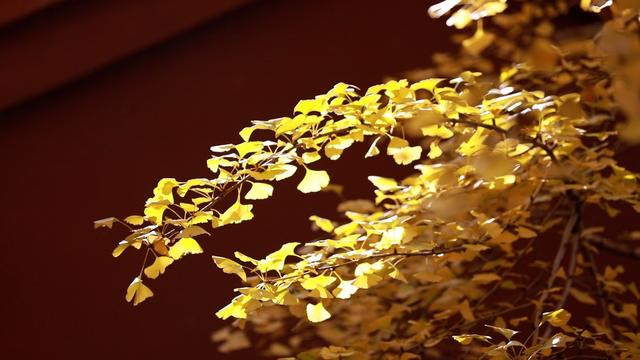 初冬来“杏”！来黎川邂逅一场“金色”限定浪漫