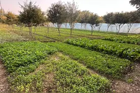 “共享菜地”在福州兴起！租块地种菜，解压又能吃图片