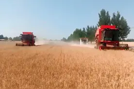 山东安丘：“土地股份合作+全程托管服务”促丰产增收图片