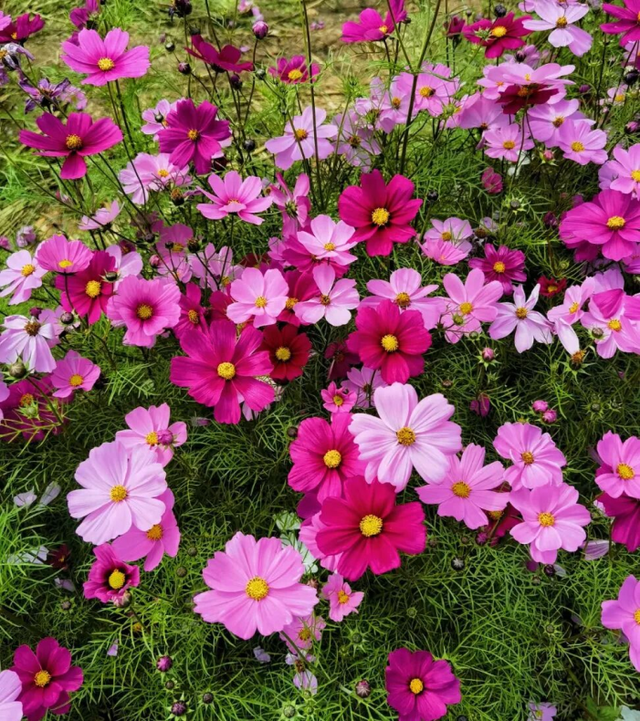 周末去打卡！南宁四大花海上线，20℃暖冬赏花攻略一键收藏！