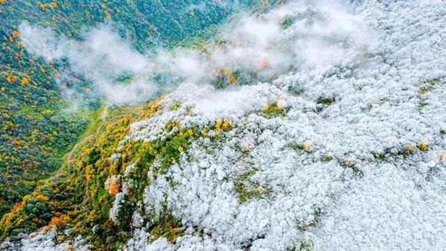真的下雪啦！瓦屋山初雪突降！彩林+初雪的绝美同框，免门票就能看见！