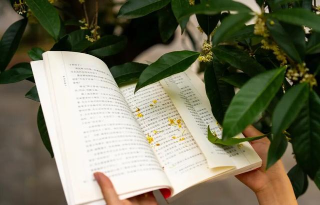 包出片的~城厢古城桂花打卡计划，走起→