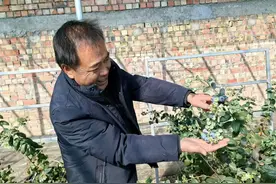 青岛人跨越山海守护高原蓝莓过春节图片