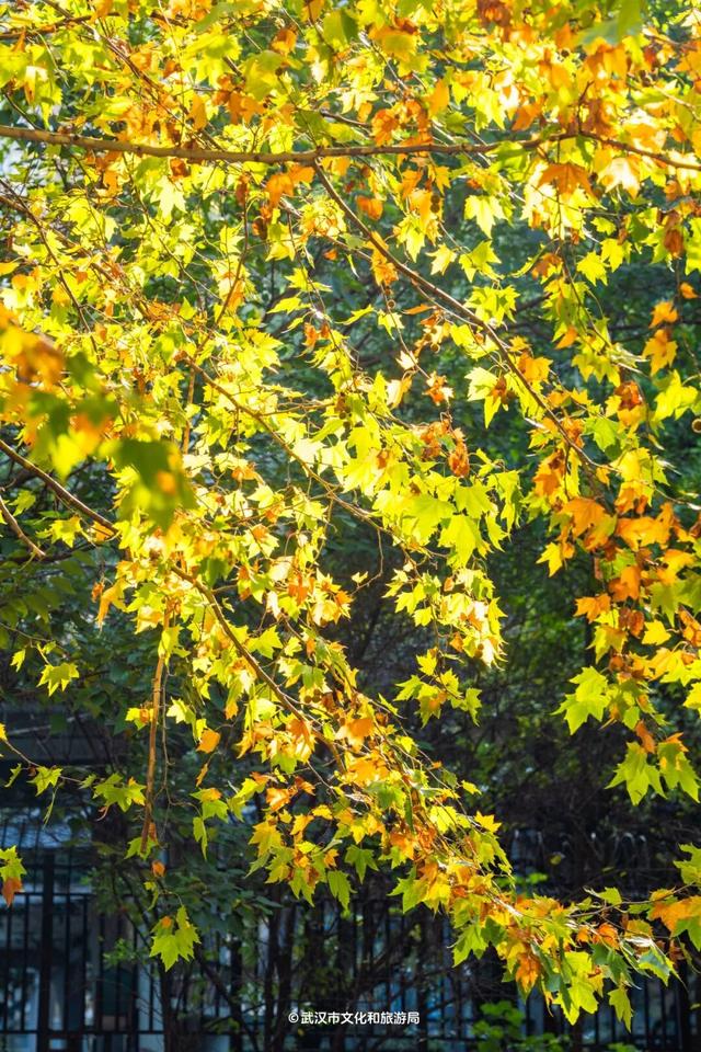 武汉为百年古树建公园，免费开放！