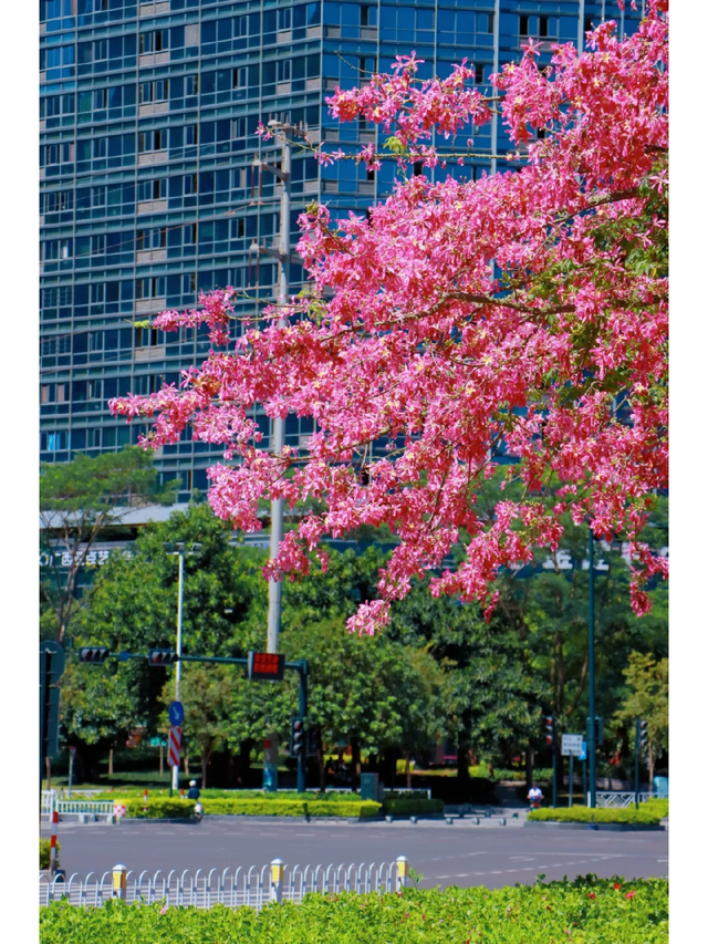 秋染良庆！异木棉粉、三角梅艳，这片土地藏着最缤纷的秋日浪漫