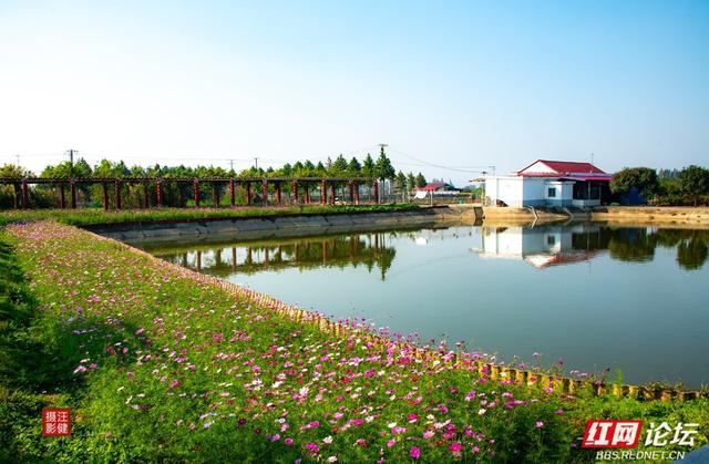 岁暖时刻丨慢享安乡珊珀湖时光：与候鸟相伴，遇见岁月静好