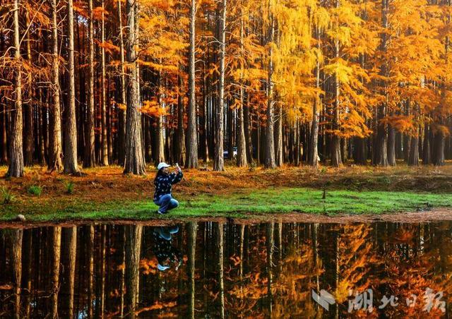 京山：太子山秋冬美景 成片红杉如画卷