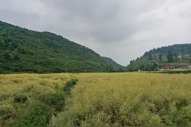 万山鱼塘乡万亩油菜迎丰收图片