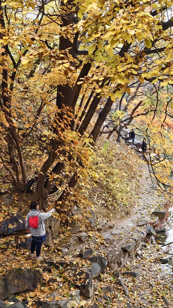 雨落颐和园后溪湖，秋色染透一地金黄