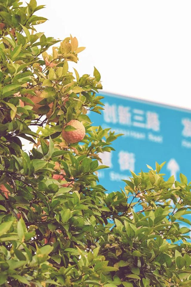 葛店这条“黄金大道”再不看就晚了！