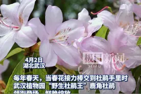 粉粉嫩嫩！4米高“野生杜鹃王”点缀武汉植物园图片