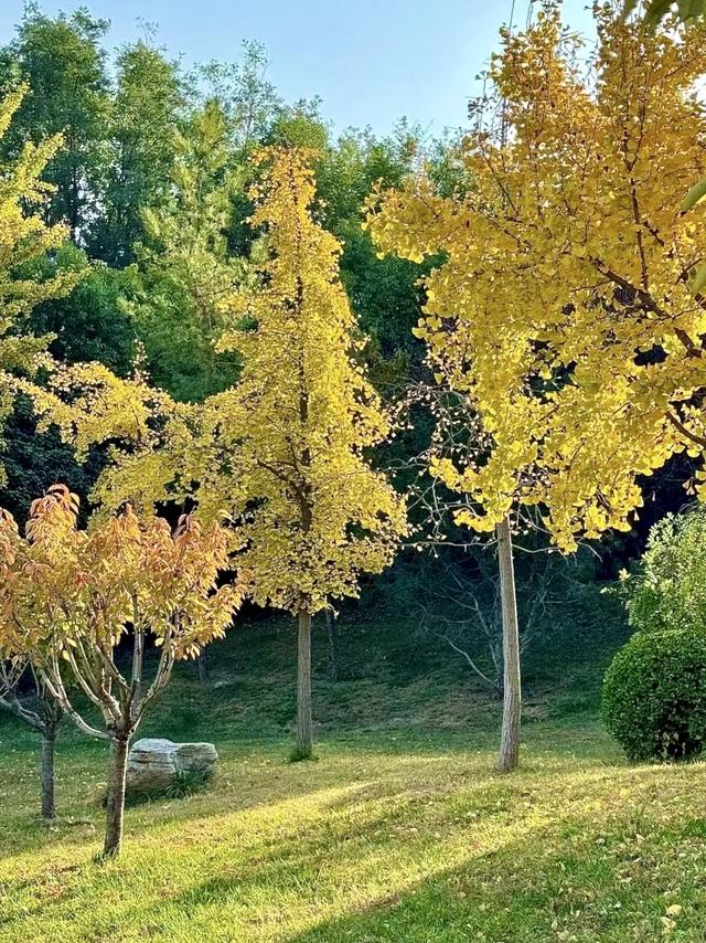 一年一次！郑州这些地方的银杏叶美得不像话！公交可直达！