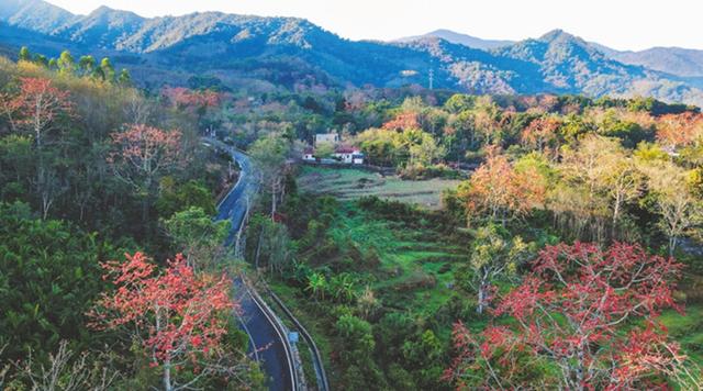 春天里，一起相约木棉花开