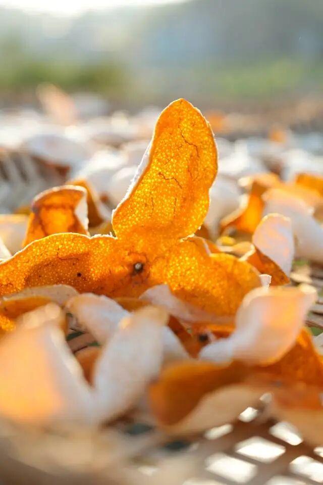 浦北陈皮文化旅游周28日开幕