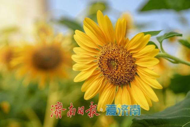 一年四季 泉在济南丨金色向日葵盛开，济南百联奥特莱斯化身“童话世界”