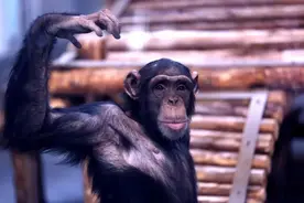 大猩猩首次亮相！兰州野生动物园迎来客流高峰图片