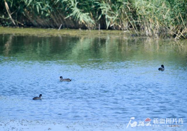 治水兴水看新疆丨玛纳斯国家湿地公园：从“一条小溪”到“候鸟天堂”