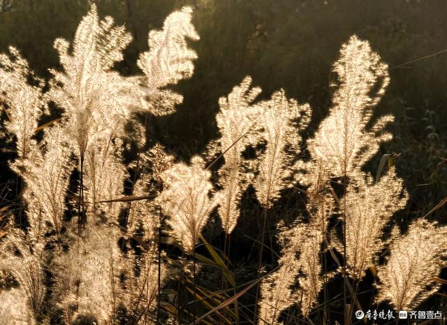 沂河岸边荻花开，如诗如画随风摆