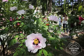 【吉镜头】牡丹花开香满城图片