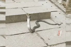 深圳知名公园惊现眼镜蛇！园方提醒→图片