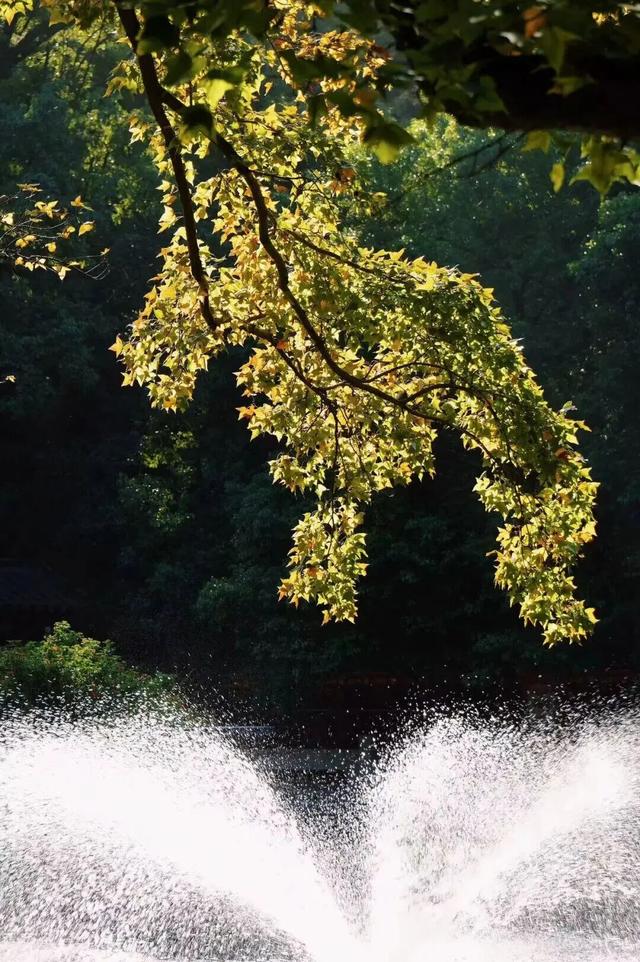 鼓山“枫”景太美啦！详细打卡点位戳→