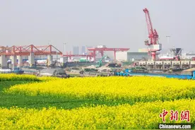 河南漯河：油菜花装扮出金色港口图片