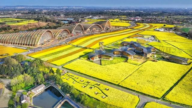 大冬天去赏什么花~油菜花！