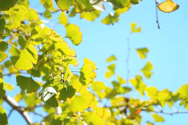 八闽秋冬，藏着一片金色童话