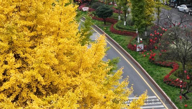 在白云！这个初冬阳光温暖，满是金黄！