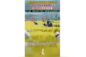 为给上级拍照打卡 花10万假装种番薯 村干部：实际解决问题很少图片