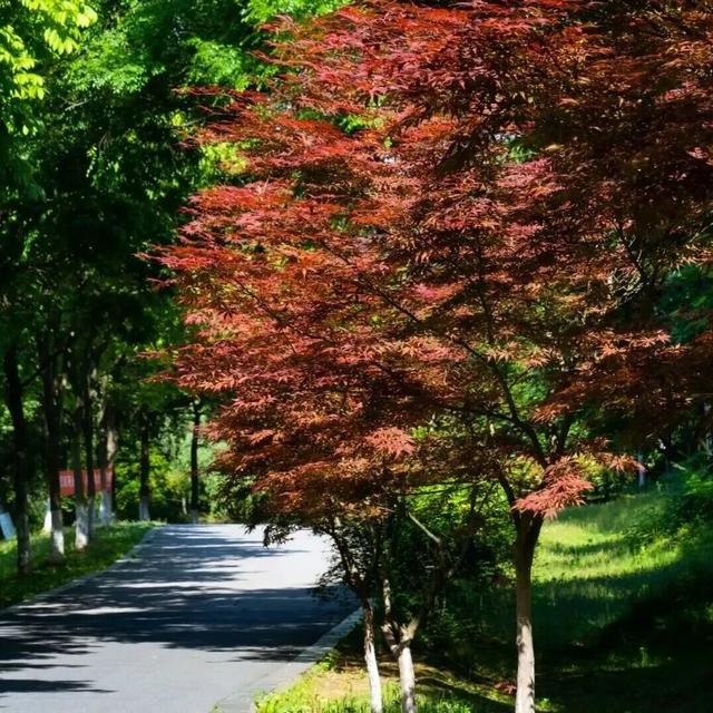 免费！鸠江秋天适合city walk的8个好去处