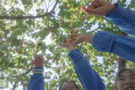 青岛城阳夏庄街道：樱桃红 百岁笑图片