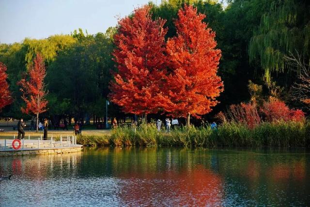 惊艳！身边的北京秋景“天花板”来了！